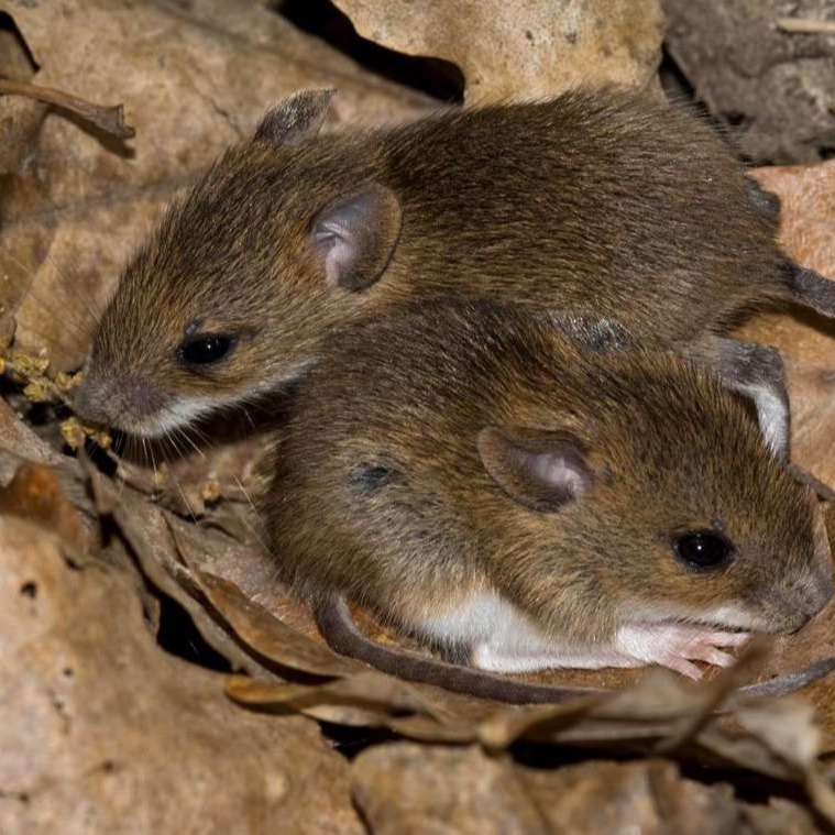 Уничтожения мышей в частном доме в Новокузнецке?