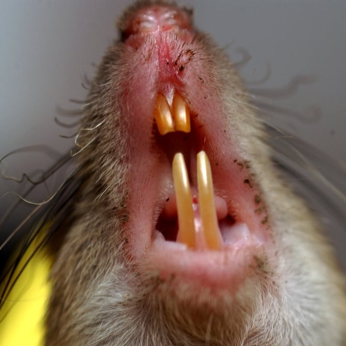 Дератизация крыс в Новокузнецке?